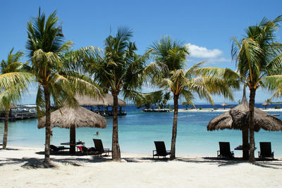 Palm trees by swimming pool against clear sky