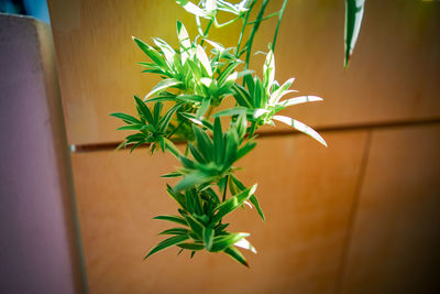 Spider plant baby growing from the wooden planters. selective focus.