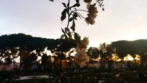 View of trees against sky