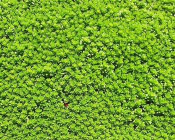Full frame shot of green leaves