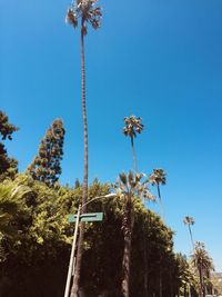 Low angle view of palm trees against clear blue sky