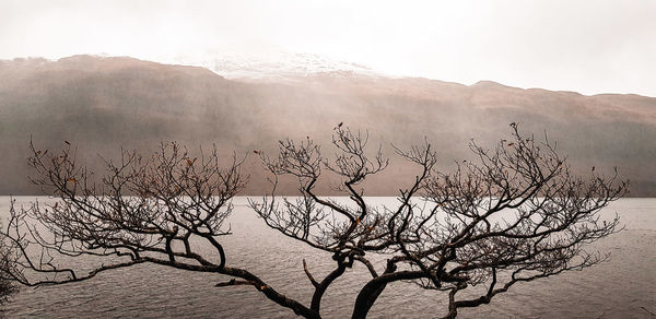 Bare tree against sky