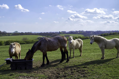 Horses in a field