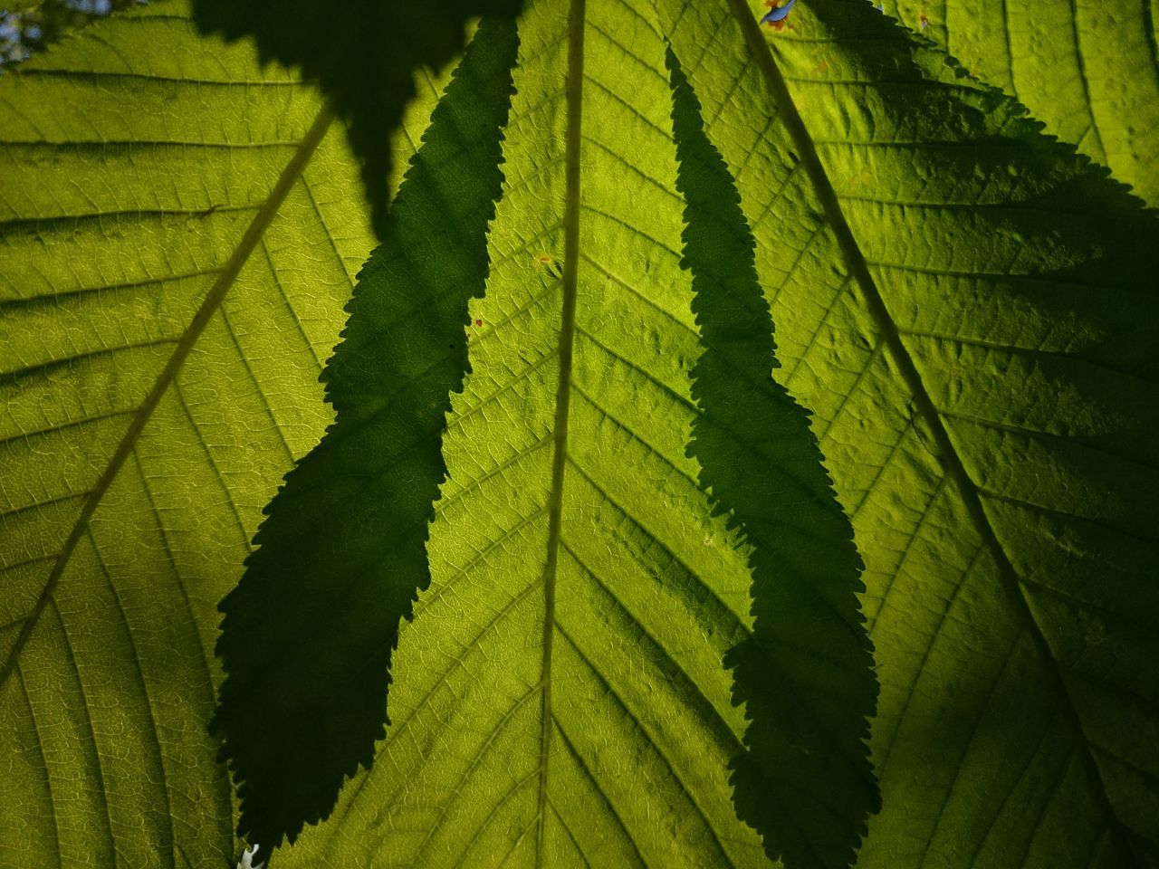 Photosynthesis leaf patterns🍂 leaf veins
