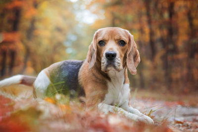 Portrait of a dog