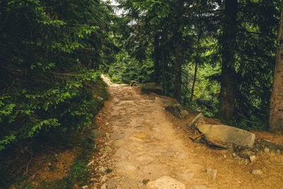 Footpath amidst trees in forest