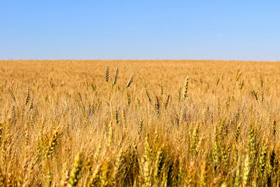 View of wheat field against clear sky