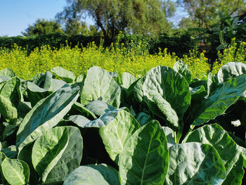 Green leaves on field