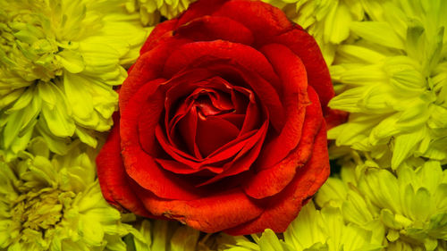 Close-up of red roses