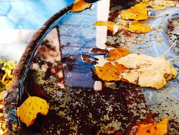 Reflection of autumn leaves in puddle