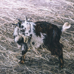 View of goat eating straw in the dirt