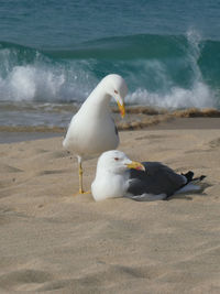 Seagull on beach