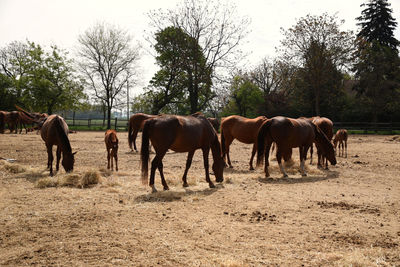 Horses standing in ranch