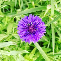 Close-up of purple flower blooming on field