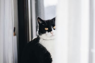 Close-up of a cat looking away