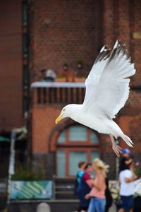 Seagull flying against built structure