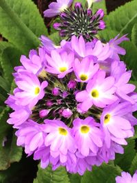 Close-up of purple flowers blooming outdoors