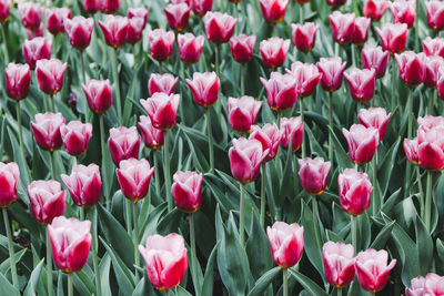 Close-up of pink tulips in field