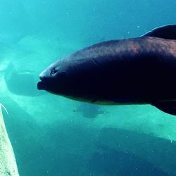 Fish swimming in sea