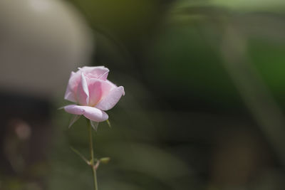 Close-up of pink rose