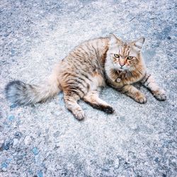 Portrait of cat lying on carpet