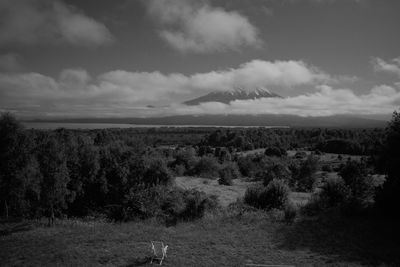 Trees on field against sky