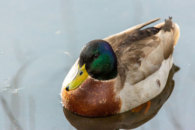 High angle view of a bird in lake