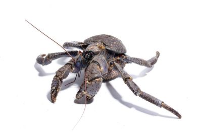 High angle view of insect on white background