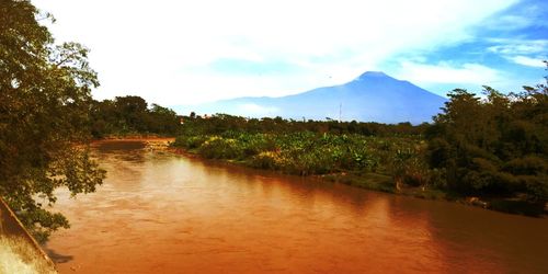 Scenic view of river amidst trees against sky