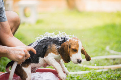 Midsection of man bathing dog on field