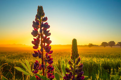 Majestic twilight blooms. lupinus flower illuminating the meadow in northern europe