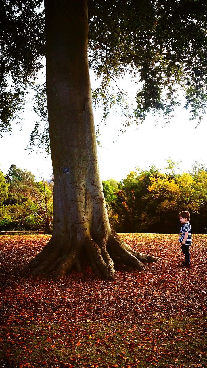 TREES ON GRASSY FIELD