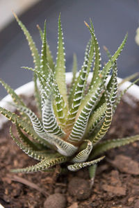 Close-up of succulent plant on field