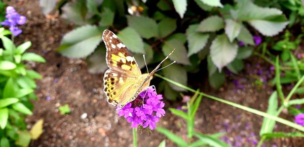 Close-up of butterfly on purple flower