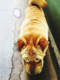 Close-up portrait of dog