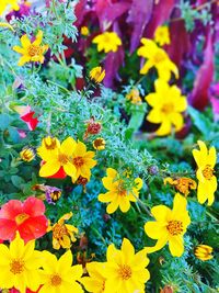 Close-up of yellow flowering plant in park