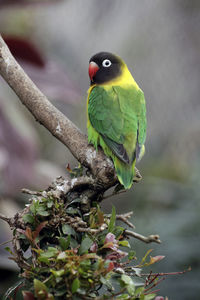 Close-up of parrot perching on branch