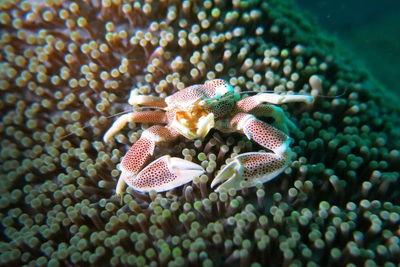 Close-up of coral in sea