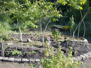 Plants and trees on field in forest