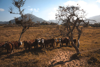 Horses on field against sky