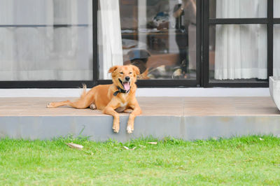 Portrait of dog sitting in grass