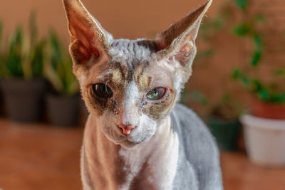 Close-up portrait of a sphinx cat