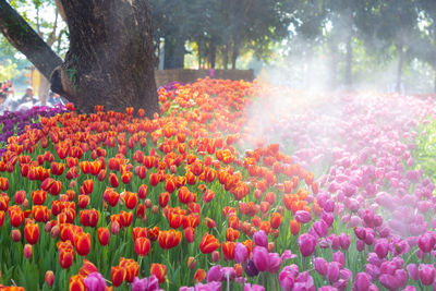 Close-up of flowering plants in park