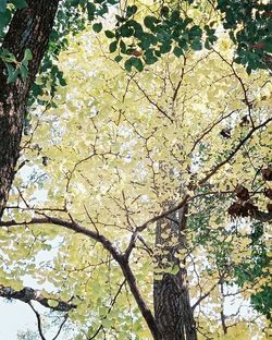 Low angle view of trees