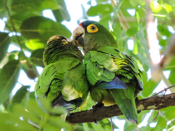 Low angle view of parrot perching on tree