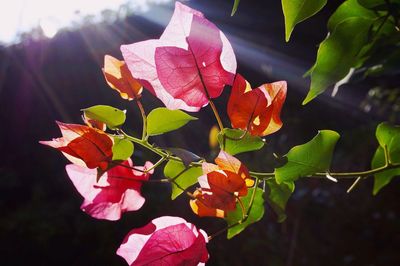 Close-up of plant against blurred background