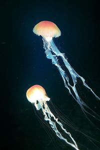 Close-up of jellyfish swimming in sea