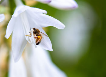 Close-up of bee pollinating on flower