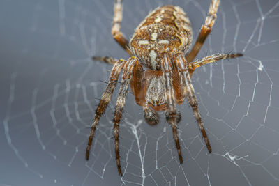 Close-up of a spider on a web