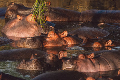 Hippos by the lake